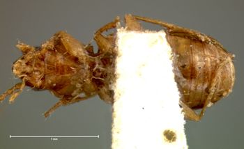 Media type: image;   Entomology 5564 Aspect: habitus ventral view